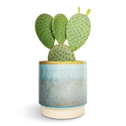 Copenhagen Plant Pot - Aqua 19 Copenhagen Plant Pot - Aqua -Plant Promotion Store Opuntia microdasys Bunny Ear Cactus 12x30cm Copenhagen Plant Pot Aqua 13.5x14cm 1