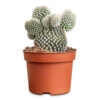 Opuntia Microdasys - Bunny Ear Cactus 2 Opuntia Microdasys - Bunny Ear Cactus -Plant Promotion Store Opuntia microdasys Bunny Ears 12x30cm 2