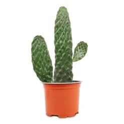 Opuntia Rubescens Consolea - Road Kill Cactus -Plant Promotion Store Opuntia rubescens Consolea Road Kill Cactus 12x30cm