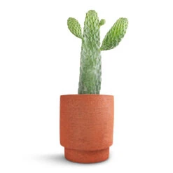 Opuntia Rubescens Consolea - Road Kill Cactus -Plant Promotion Store Opuntia rubescens Consolea Road Kill Cactus 17x35cm Chao Plant Pot Terra 19.5x22.5cm