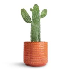 Flor Plant Pot - Orange -Plant Promotion Store Opuntia rubescens Consolea Road Kill Cactus 17x35cm Flor Plant Pot Orange 21x19cm