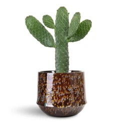 Opuntia Rubescens Consolea - Road Kill Cactus -Plant Promotion Store Opuntia rubescens Consolea Road Kill Cactus 17x50cm Noud Plant Pot Marrakesh 26x22cm