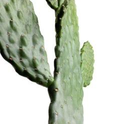 Opuntia Rubescens Consolea - Road Kill Cactus -Plant Promotion Store Opuntia rubescens Consolea Road Kill Cactus SWATCH