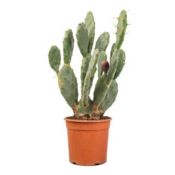 Opuntia Vulgaris - Prickly Pear Cactus 10 Opuntia Vulgaris - Prickly Pear Cactus -Plant Promotion Store Opuntia vulgaris Prickly Pear Cactus 17x50cm