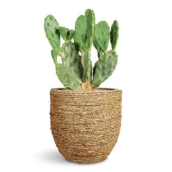 Opuntia Vulgaris - Prickly Pear Cactus 12 Opuntia Vulgaris - Prickly Pear Cactus -Plant Promotion Store Opuntia vulgaris Prickly Pear Cactus 17x50cm Cody Plant Pot Straw Grass 27x26cm