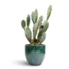 Opuntia Vulgaris - Prickly Pear Cactus 2 Opuntia Vulgaris - Prickly Pear Cactus -Plant Promotion Store Opuntia vulgaris Prickly Pear Cactus 17x50cm Jolin Plant Pot Forest 20x18cm