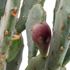 Opuntia Vulgaris - Prickly Pear Cactus 11 Opuntia Vulgaris - Prickly Pear Cactus -Plant Promotion Store Opuntia vulgaris Prickly Pear Cactus SWATCH 3