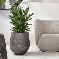 Opus Hit Darcy Planter - Gold 40 Opus Hit Darcy Planter - Gold -Plant Promotion Store Opus Hit Darcy Planter Gold Cordyline Indoor Plant