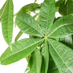 Pachira Aquatica - Money Tree -Plant Promotion Store Pachira Braided Detail 2