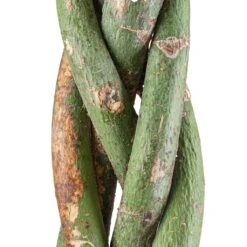 Pachira Aquatica - Money Tree -Plant Promotion Store Pachira Braided Detail