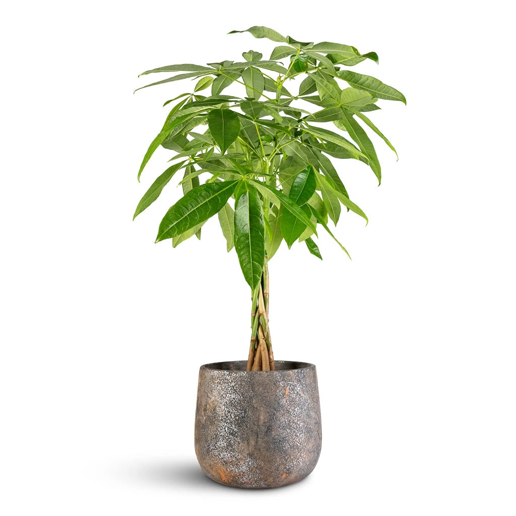 Jules Plant Pot - Smoked Earth 7 Jules Plant Pot - Smoked Earth - Image 5