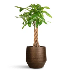 Pachira Aquatica - Money Tree -Plant Promotion Store Pachira aquatica 24x120cm Norell Pot Chestnut 32x30cm