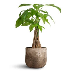 Albero Plant Pot - Cement 18 Albero Plant Pot - Cement -Plant Promotion Store Pachira aquatica Money Tree 12x40cm Albero Plant Pot Cement 16x14cm