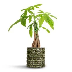 Fiene Plant Pot - Green -Plant Promotion Store Pachira aquatica Money Tree 12x40cm Fiene Plant Pot Green 14x14cm d8b3503b 19ad 4fe0 acbc 1a79f66b138d
