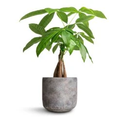Pachira Aquatica - Money Tree -Plant Promotion Store Pachira aquatica Money Tree 12x40cm Saar Plant Pot Earth Cement 16x15cm