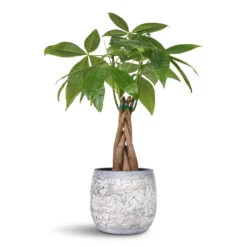 Evi Plant Pot - Antique Silver -Plant Promotion Store Pachira aquatica Money Tree 12x45cm Evi Plant Pot Antique Silver 15x13cm 1