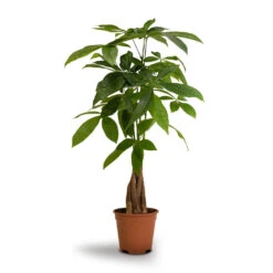 Pachira Aquatica - Money Tree -Plant Promotion Store Pachira aquatica Money Tree 14x50cm