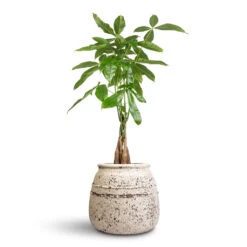 Pachira Aquatica - Money Tree -Plant Promotion Store Pachira aquatica Money Tree 17x70cm Hestia Mediterranean Planter Chalk White 32x28cm