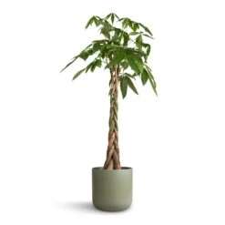 Lisbon Plant Pot - Sage -Plant Promotion Store Pachira aquatica Money Tree 24x120cm Lisbon Plant Pot Sage 26x26cm