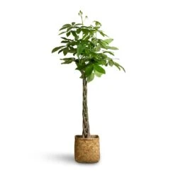 Pachira Aquatica - Money Tree -Plant Promotion Store Pachira aquatica Money Tree 24x140cm Kobe Bamboo Planter 30x30x31cm