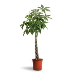Pachira Aquatica - Money Tree -Plant Promotion Store Pachira aquatica Money Tree 27x140cm