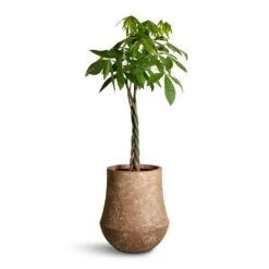 Polystone Coated Darcy Planter - Rock 14 Polystone Coated Darcy Planter - Rock -Plant Promotion Store Pachira aquatica Money Tree 27x140cm Polystone Coated Darcy Planter Rock 47x56.5cm 25c597d1 04bc 4f86 a467 e7d20b668b97