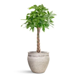 Pachira Aquatica - Money Tree -Plant Promotion Store Pachira aquatica Money Tree 27x150cm Athena Mediterranean Planter Chalk White 53.5x45cm