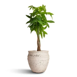 Pachira Aquatica - Money Tree -Plant Promotion Store Pachira aquatica Money Tree 30x160cm Athena Mediterranean Planter Chalk White 40.5x33cm