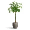 Pachira Aquatica - Money Tree 1 Pachira Aquatica - Money Tree -Plant Promotion Store Pachira aquatica Money Tree 35x180cm Bordo New Egg Pot Planter Clay 45x38cm