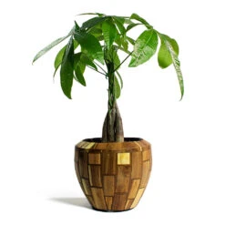 Pachira Aquatica - Money Tree -Plant Promotion Store Pachira aquatica Money Tree Facets Couple Planter Jenga 2d29d23e d6e1 4afe 8f53 0492c93dabad