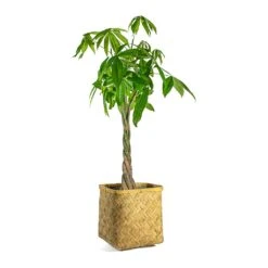 Kobe Bamboo Planter -Plant Promotion Store Pachira aquatica Money Tree Kobe Bamboo Planter plant pot 782d6ef9 8bb1 4ad4 b6ea fe0f9f066e7e