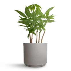 Leon Plant Pot - Cement 20 Leon Plant Pot - Cement -Plant Promotion Store Pachira aquatica Multi Stem Money Tree 17x65cm Leon Plant Pot Cement 22x19.5cm