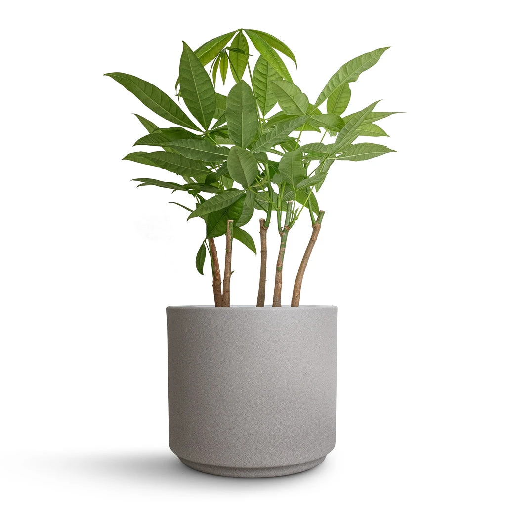 Leon Plant Pot - Cement 11 Leon Plant Pot - Cement - Image 9