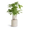 Pachira Aquatica - Multi Stem - Money Tree -Plant Promotion Store Pachira aquatica Multi Stem Money Tree 17x65cm Puk Refined Planter Natural White 20x20cm c63e6e4b 32ac 4a40 ac8f 584306f55060
