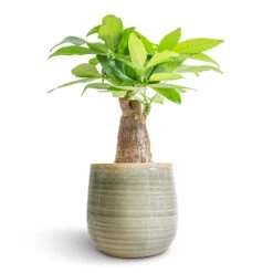 Pachira Aquatica - Thick Trunk - Money Tree 22 Pachira Aquatica - Thick Trunk - Money Tree -Plant Promotion Store Pachira aquatica Thick Trunk Money Tree 12x40cm Iris Plant Pot Mint 15x14cm fe2def25 2fdc 4715 97bb 67f424554bb9