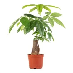 Pachira Aquatica - Thick Trunk - Money Tree 16 Pachira Aquatica - Thick Trunk - Money Tree -Plant Promotion Store Pachira aquatica Thick Trunk Money Tree 14x45cm