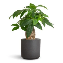 Leon Plant Pot - Granite -Plant Promotion Store Pachira aquatica Thick Trunk Money Tree 14x45cm Leon Plant Pot Granite 14.5x12cm