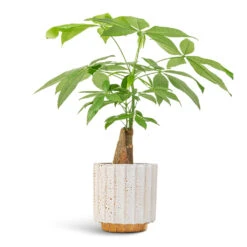 Lugano Scalloped Plant Pot - Mustard -Plant Promotion Store Pachira aquatica Thick Trunk Money Tree 14x45cm Lugano Scalloped Plant Pot Mustard 16x16cm af69bcfb 810f 4580 a786 99d1a897f9c0
