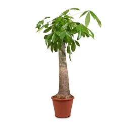 Pachira Aquatica - Thick Trunk - Money Tree 20 Pachira Aquatica - Thick Trunk - Money Tree -Plant Promotion Store Pachira aquatica Thick Trunk Money Tree