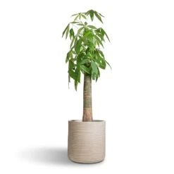 Dune Cylinder Planter - Oat 16 Dune Cylinder Planter - Oat -Plant Promotion Store Pachira aquatica Thick Trunk Money Tree 26x140cm Dune Cylinder Planter Oat 38x37cm