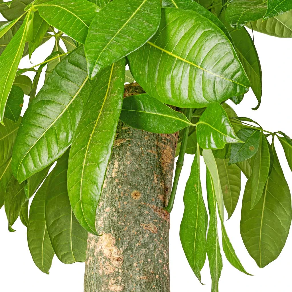 Pachira Aquatica - Thick Trunk - Money Tree 4 Pachira Aquatica - Thick Trunk - Money Tree - Image 2