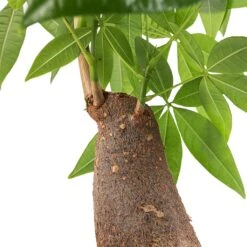 Pachira Aquatica - Thick Trunk - Money Tree 18 Pachira Aquatica - Thick Trunk - Money Tree -Plant Promotion Store Pachira aquatica Thick Trunk Money Tree SWATCH Small