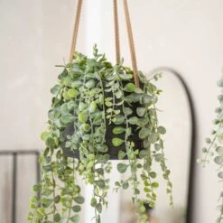 Patt Hanging Plant Pot - Black Washed -Plant Promotion Store Patt Hanging Plant Pot Black Washed Trailing Houseplant