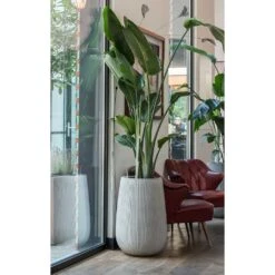 Patt High Ridged Planter - Cement -Plant Promotion Store Patt High Plant Vase Ridged Cement Strelitzia Houseplant