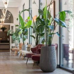 Patt High Ridged Planter - Dark Grey -Plant Promotion Store Patt High Plant Vase Ridged Dark Grey Strelitzia Houseplant