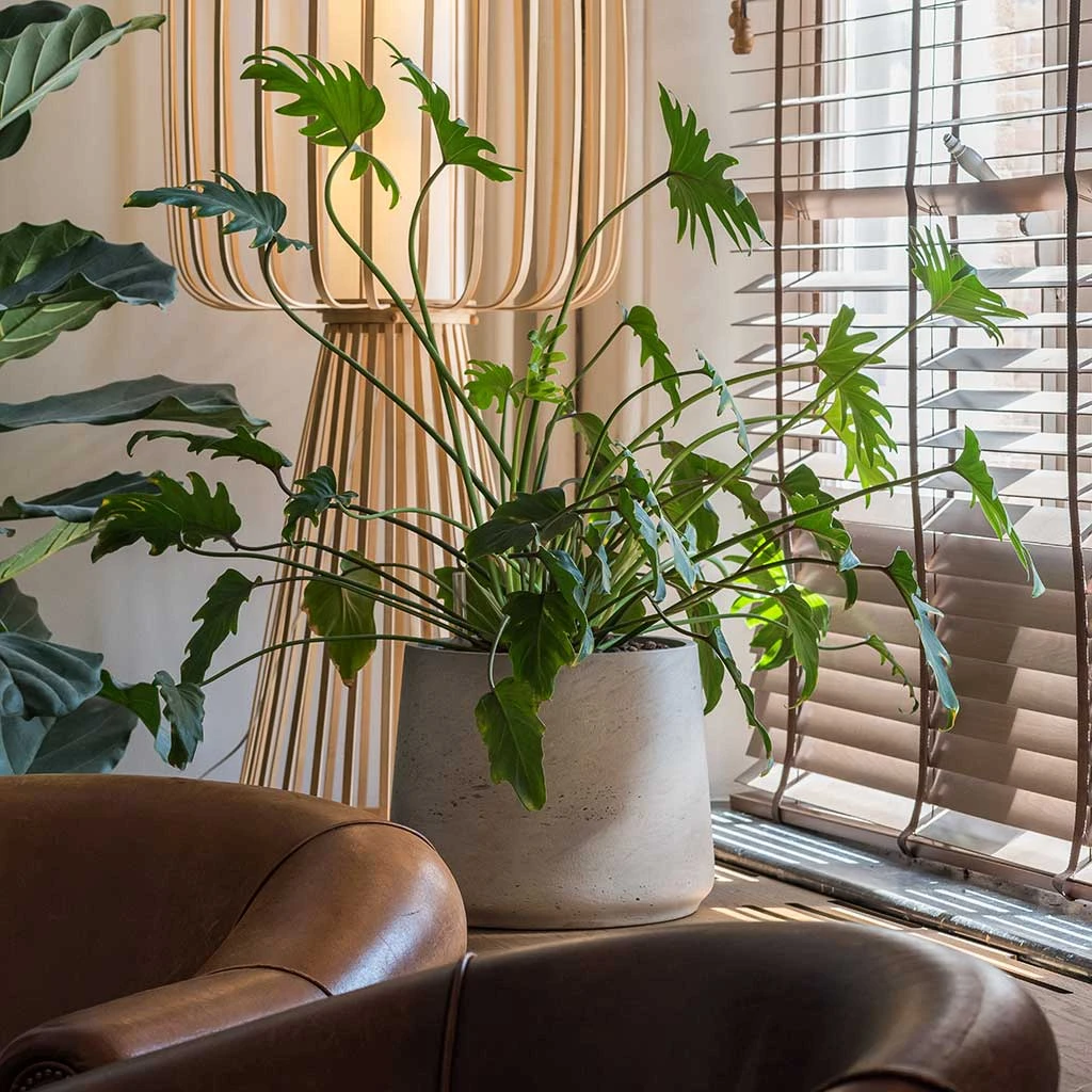 Patt Plant Pot - Grey Washed 13 Patt Plant Pot - Grey Washed - Image 11