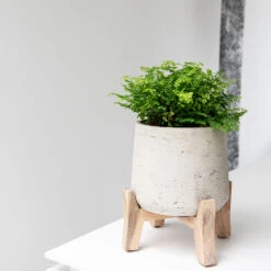 Patt Plant Pot - Low Stand - Grey Washed -Plant Promotion Store Patt Plant Pot Low Stand Grey Washed Lifestyle 02