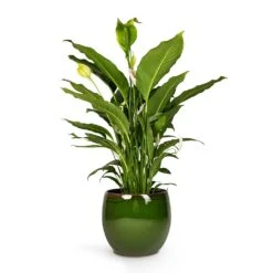 Charlotte Plant Pot - Green 40 Charlotte Plant Pot - Green -Plant Promotion Store Peace Lily 24 x10 Charlotte Plant Pot Green 33x30cm 9119174a 1f3a 4cc0 ae71 80d177274419