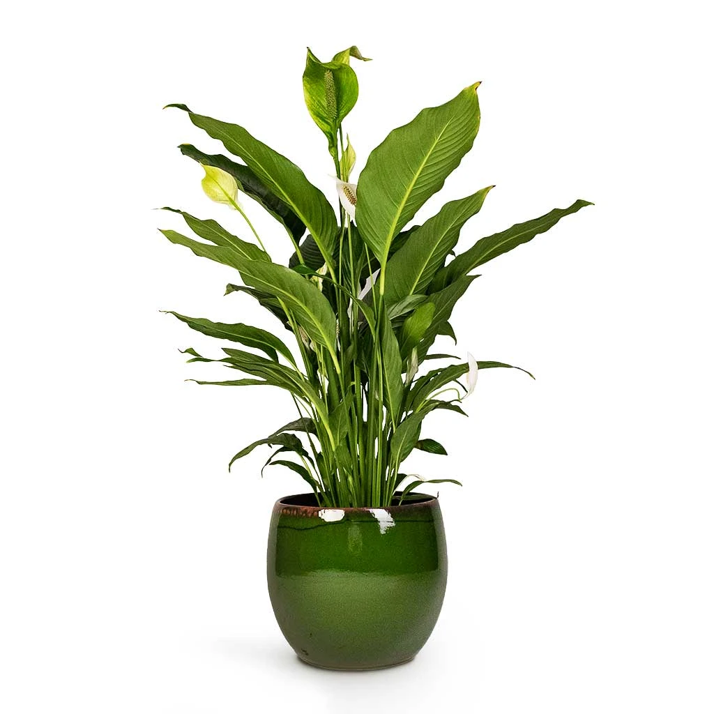 Charlotte Plant Pot - Green 21 Charlotte Plant Pot - Green - Image 19