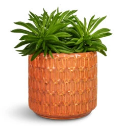 Peperomia Ferreyrae Nevada - Happy Bean 15 Peperomia Ferreyrae Nevada - Happy Bean -Plant Promotion Store Peperomi aferreyrae Nevada Happy Bean 10.5x15cm Flor Plant Pot Orange 14x12cm